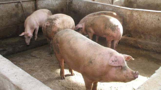 Caivano. Allevava abusivamente maiali sul terrazzo di casa