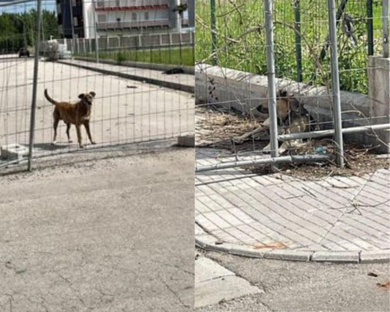 Donna aggredita alla gamba da due cani randagi in via Settembrini