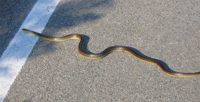 Avviso Asl, avvistato un serpente all’ingresso dell’edificio