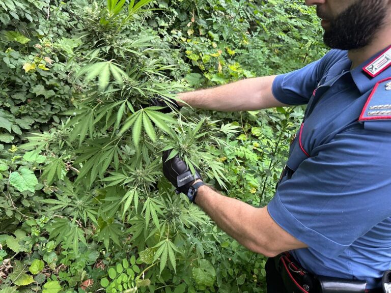 Casolla, sequestrata piantagione di cannabis. Famiglia caivanese denunciata