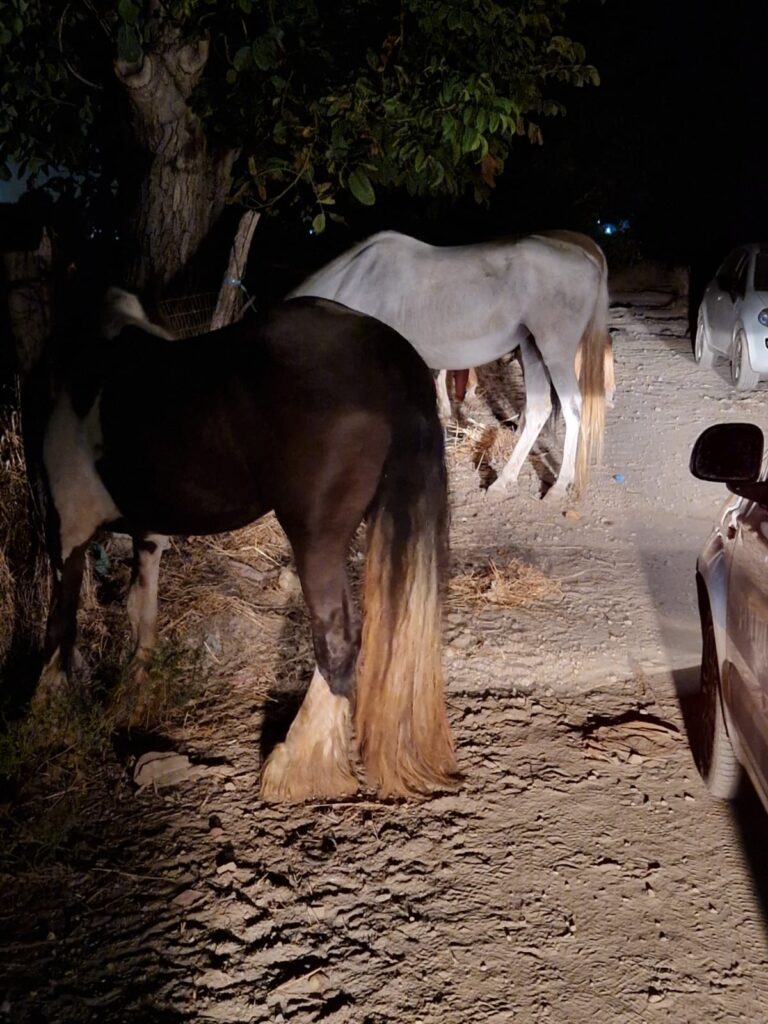 La Polizia Locale trova sei cavalli rubati in contrada Marzano